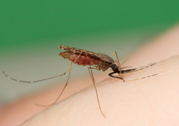 Cambodian Anopheles mosquito taking a blood meal